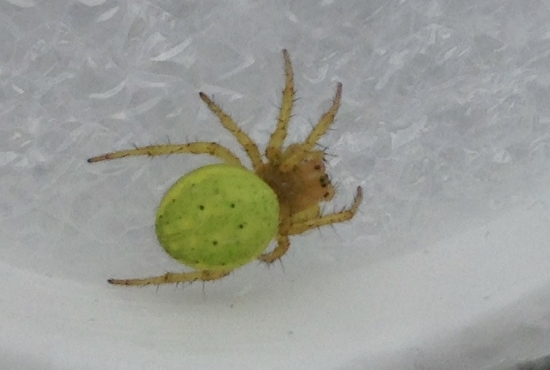 West Midlands Spider